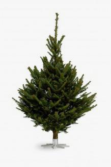 Fraserie kerstboom:  Ellmann kerstbomen