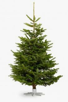 Nordmann kerstboom:  Ellmann kerstbomen